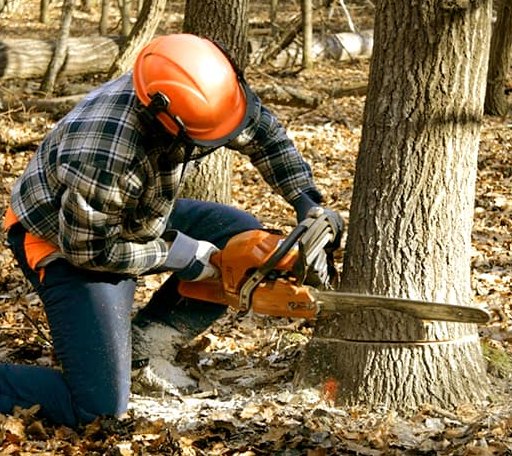 Tree Removal in Berthold, ND